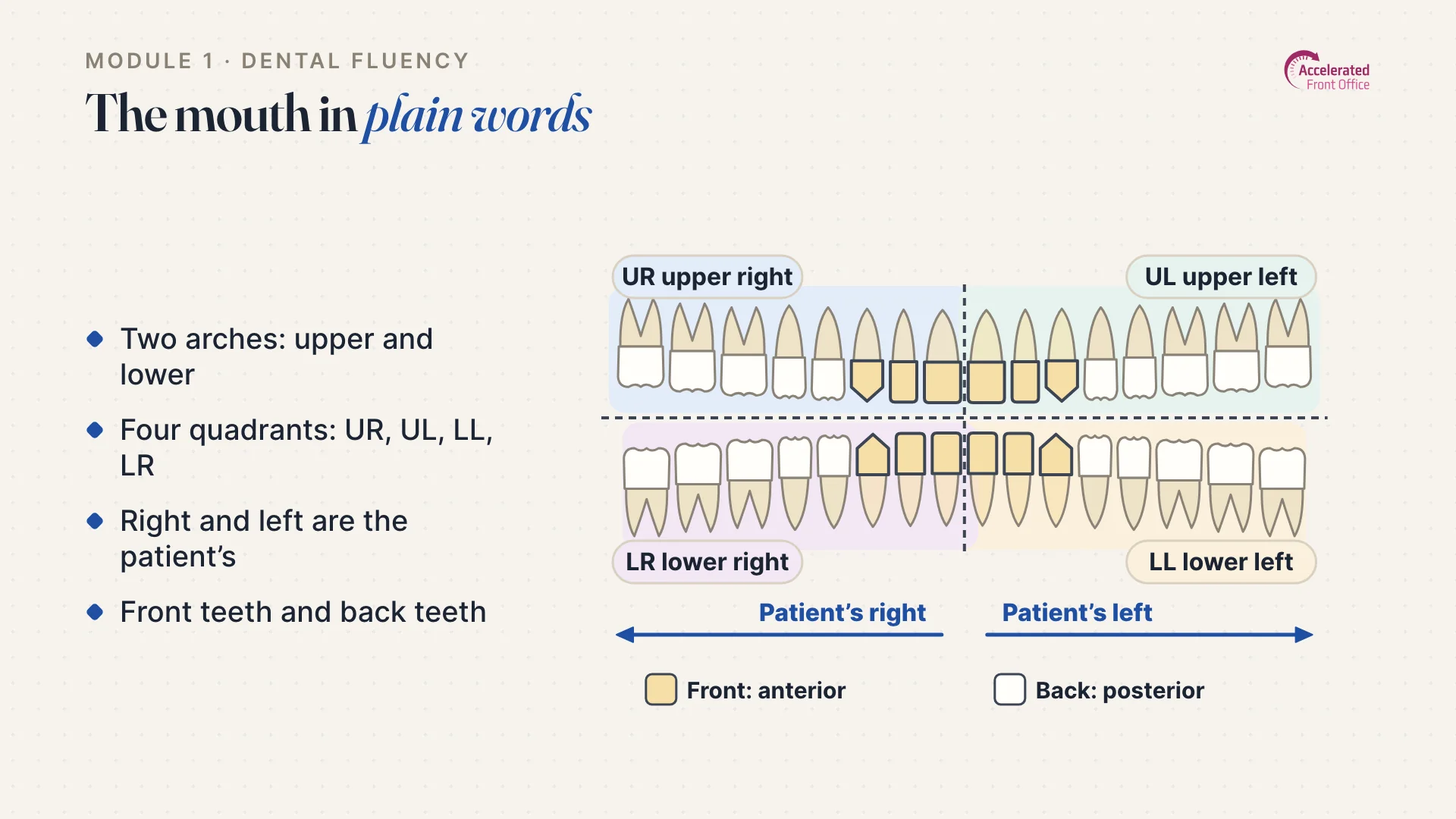 Lesson slide: the mouth in plain words, showing the upper and lower arches and the four quadrants.