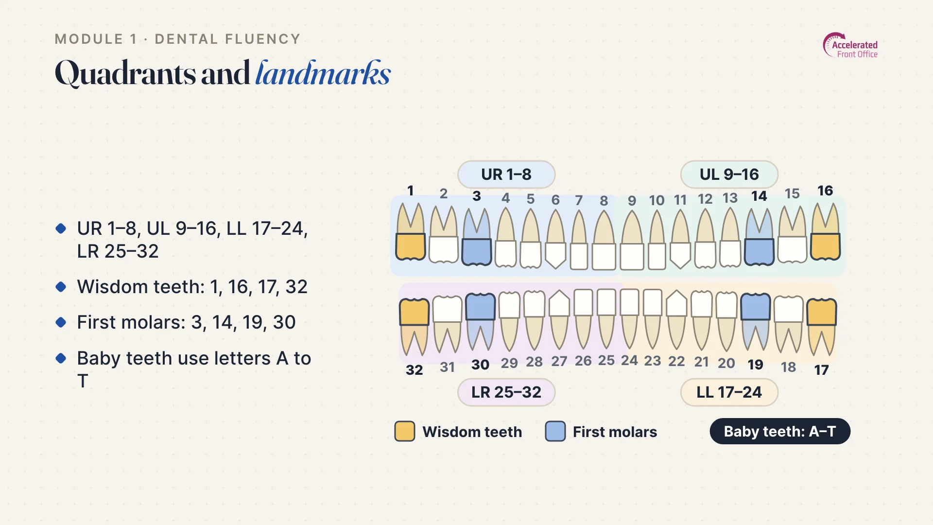 Lesson slide: tooth numbers 1 to 32 by quadrant, with wisdom teeth and first molars marked.