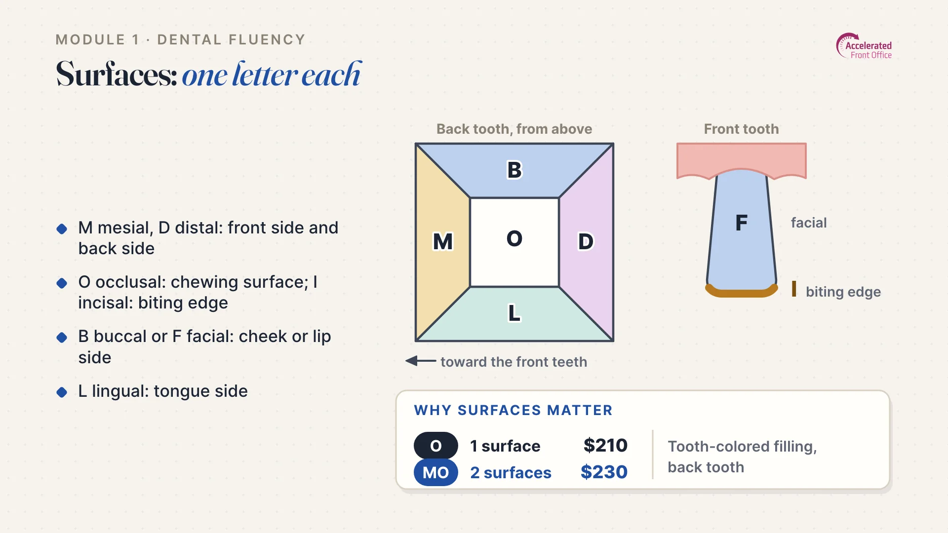 Lesson slide: tooth surfaces, one letter each: mesial, distal, occlusal, buccal and lingual.